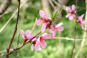 Blossoming peach tree - branch with flowers flickering in the wind on sunny spring day