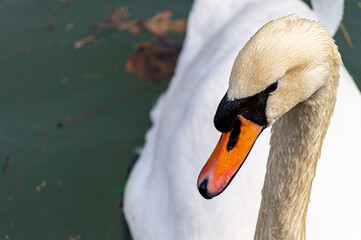 Swan On The Lake 