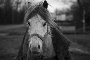 Grayscale shot of a gorgeous white horse with a long mane