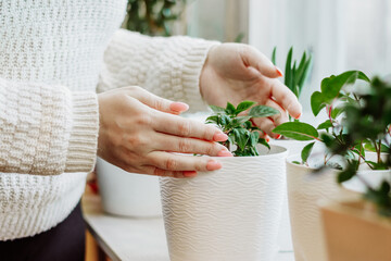 Woman caring for house plants in pots. Eco-friendly hobby and sustainable lifestyle. Home garden.