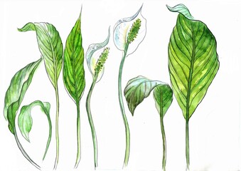 Watercolor drawing of leaves and flowers of spathiphyllum on a white background, in bright juicy green shades, separately drawn.