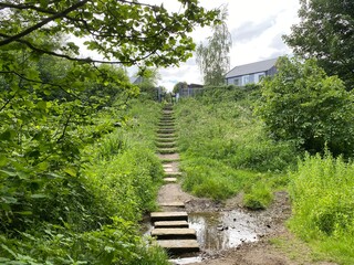 Stone steps, and wild plants, leading from, Round Wood forest near, Lower Fagley, Bradford, UK