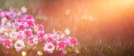 spring flowers at sunrise in the garden,