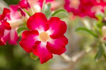 Fototapeta na wymiar Beautiful Desert Rose Tropical flower in the garden.