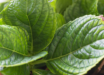 Beautiful green leaves on hydrangea close up