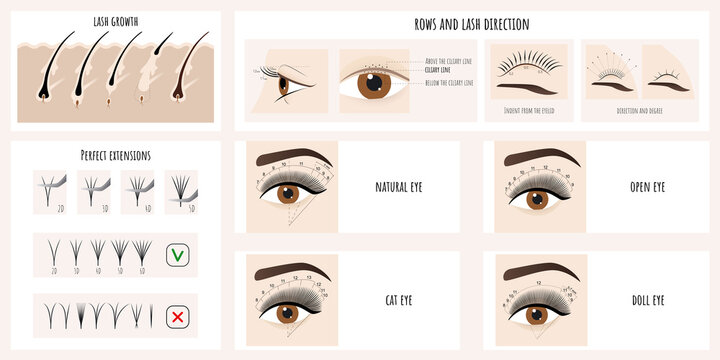 Eyelash growth, eyelash extensions types and styles. Illustration with instructions and guides for lash masters. Vector.