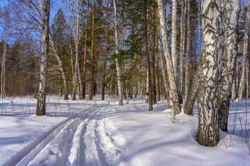 The ski track, laid in the forest on white pure snow and extending beyond the horizon. Mixed forest with white birches and evergreen pines, clear blue sky. Frosty day in the Urals (Russia)