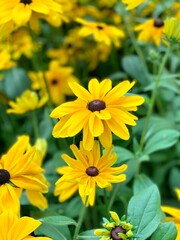 yellow flowers in the garden