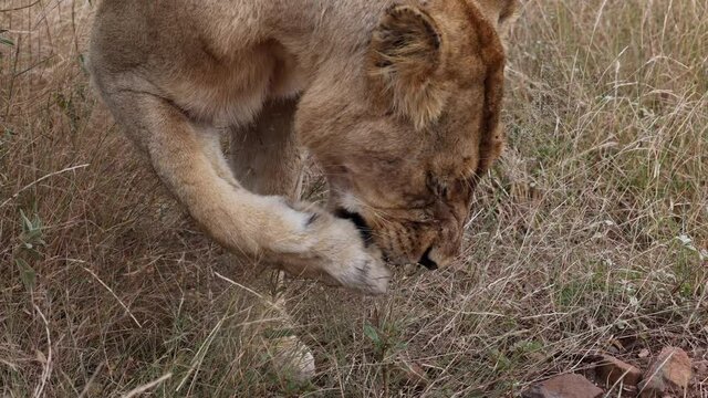 Lioness removes a thorn from her front paw