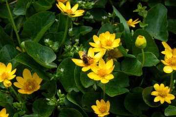 Bee on the yellow flowers. Lesser celandine.