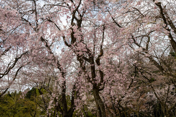 Obraz premium 林業試験場樹木公園で満開の紅枝垂