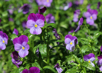 Violet pansy flowers