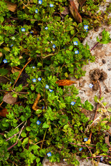 Green grass with blue tiny flowers in the yard.