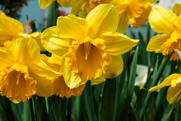 Daffodils flowers blooming in the garden.