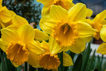Daffodils flowers blooming in the garden.