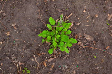 Green plant in the ground.