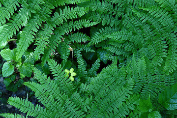 Green fern bright background with green flower buds