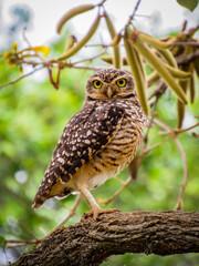 owl on branch