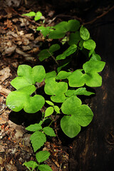 Green buttercup leaves over old brown dry leaves in woods