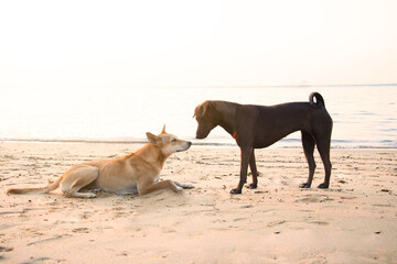 Black dog will be kissing Brown dog on the beach in the sunset time. Dog Lover couple concept. Love concept. Valentine day.