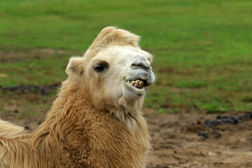 Portrait of a camel