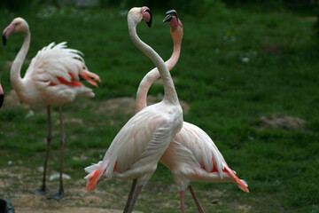 Fototapeta na wymiar Pink flamingos on the grass