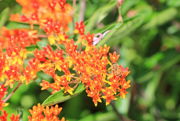 Bee on orange pentas flowers