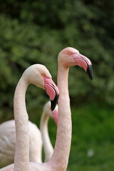 Fototapeta premium Close up of a pink flamingo