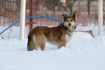 Fototapeta na wymiar dog in snow