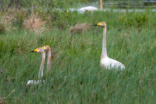Whooper swans in the grass