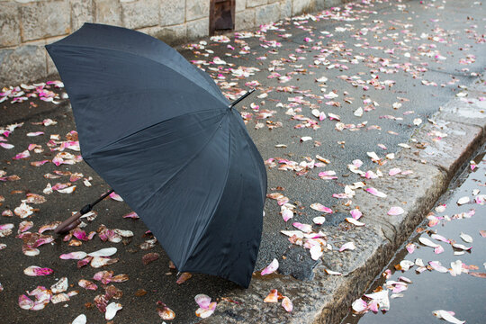 Lonely umbrella laying on the street near cherry blossom during rainy day 