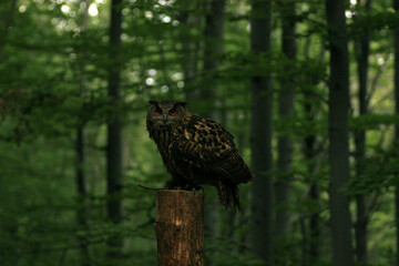 Eurasian eagle-owl in the forest