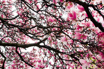 Magnolias in bloom with white background