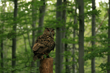 Eurasian eagle-owl in the forest