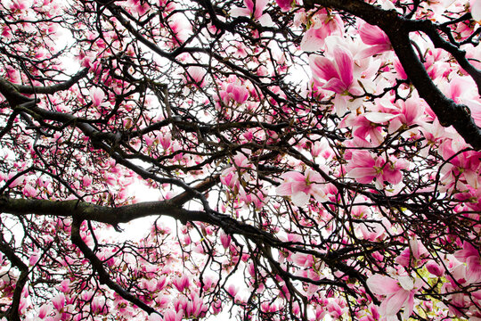 Magnolias in bloom with white background