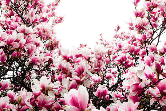 Magnolias in bloom with white background