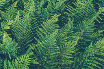 Thickets of fern. Green leaf cover in rainforest. Scenic natural texture of fern leaves.