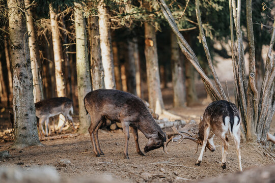 beautiful deers fight in a forest © Csák István