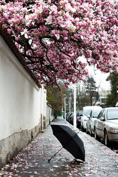 Umbrella and Magnolias Blossom Trees, Kyoto, Japan