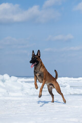 Fototapeta na wymiar Beautiful Belgian Shepherd dog breed in the snow.
