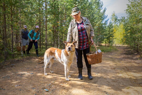 beautiful mature woman walking through the forest with her dog and picking mushrooms on an autumn day
