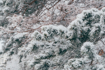 Snowy tree branches. Winter pines with needles covered with frost.