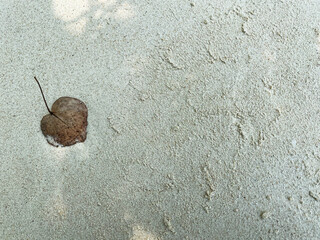 Abstract nature background. Dry brown leaf with heart shape on sand texture for summer and travel lover concepts.