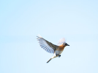 eastern bluebird in florida