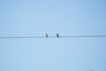 eastern bluebird in florida