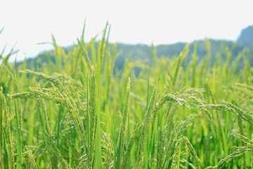 Organic paddy rice, young green ear of paddy in green terraced rice fields on mountain, hill cultivation, agriculture background