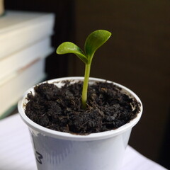 Seed Germinating  in Soil in a Pot