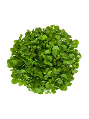 Sprouted green basil microgreens. Microgreens of basil on white background. Green Basil micro greens transparent photo. Food's macro photo. Green basil view from above