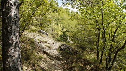 Rocce e pietre con il muschio nel bosco