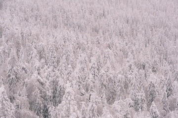 Snow trees on hillside. Frozen dense winter forest as background.